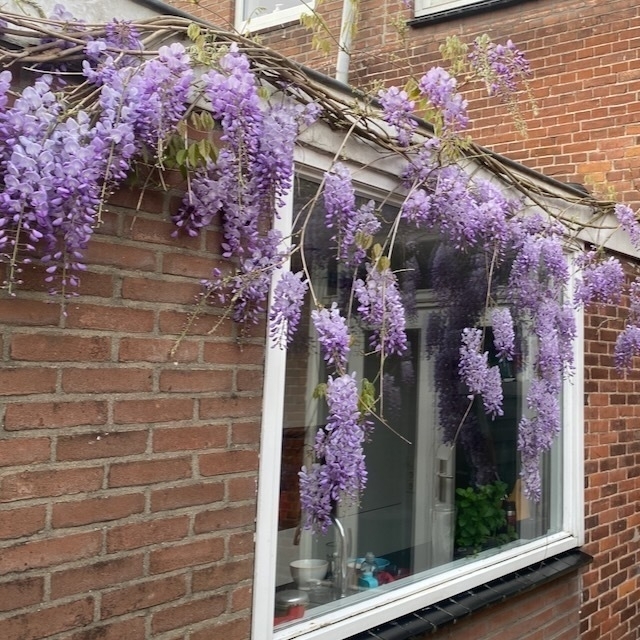 Lila bloesems van een wisteria plant hangen over een raam van een brick house in een stedelijke omgeving met zichtbare planten en interieurartikelen binnen het raam.
